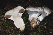 Cortinarius magnivelatus